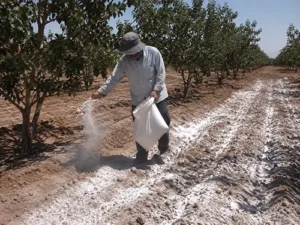 گچ کشاورزی برای اصلاح خاک شور