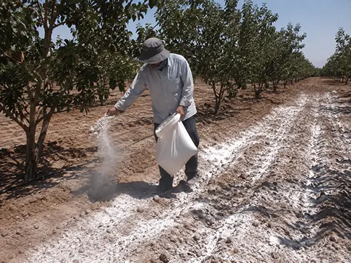 گچ کشاورزی برای اصلاح خاک شور
