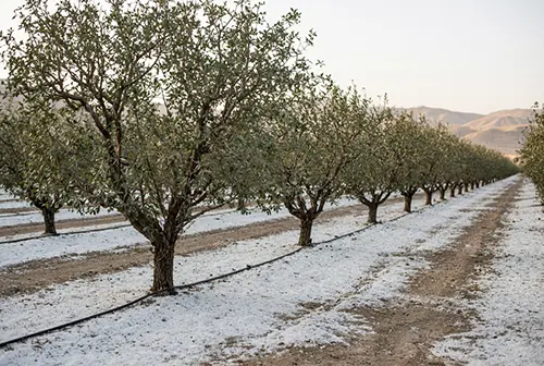 مصرف گچ در باغ پسته
